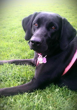 picture of a black labrador