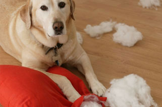 Picture of a dog eating a pillow