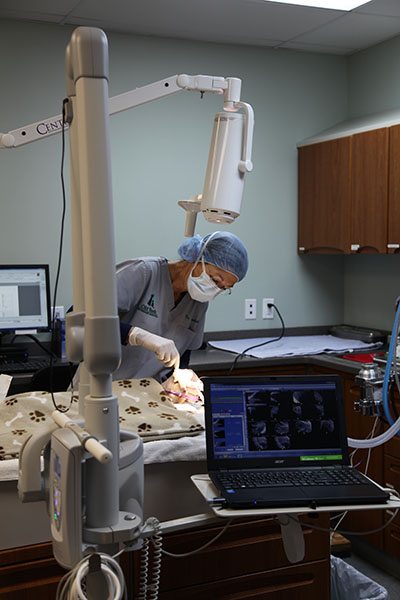 Picture of a dog getting its' teeth cleaned