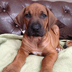 Picture of a puppy on a couch.