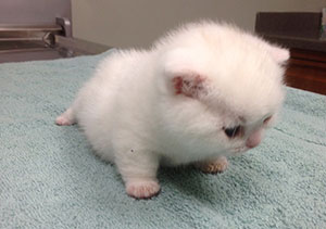 Picture of kitten on a table.