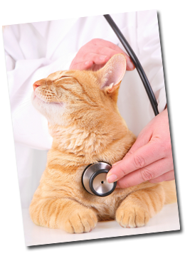 picture of a cat and a stethoscope