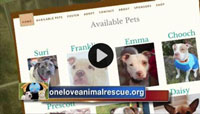 abc6 one love animal rescue screenshot